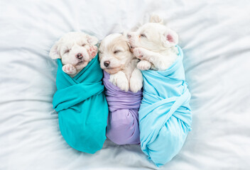 Group of a tiny Bichon Frise puppyies wrapped like a baby lying on a bed at home. Top down view