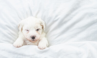 Tiny Bichon Frise puppy sleeps under  white blanket on a bed at home. Top down view. Empty space for text