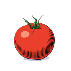 Hand-drawn vector illustration of tomato isolated on white background