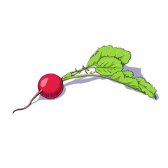 Hand-drawn vector illustration of a radish on a white background