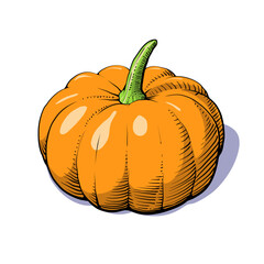 Hand-drawn illustration of pumpkin