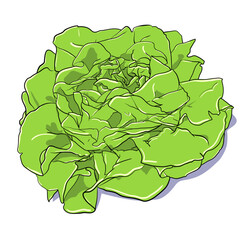 Hand-drawn Illustration of salad