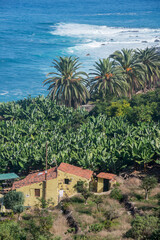 Fototapeta na wymiar Plantaciones de plátanos y palmeras en la costa del Socorro en Los Realejos al norte de la isla de Tenerife en Canarias