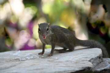 portrait of squirrel flower garden bokeh background.jpg