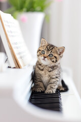 K&auml;tzchen am Klavier, Katze, Wohnung, Haus, Fr&uuml;hling, wei&szlig;