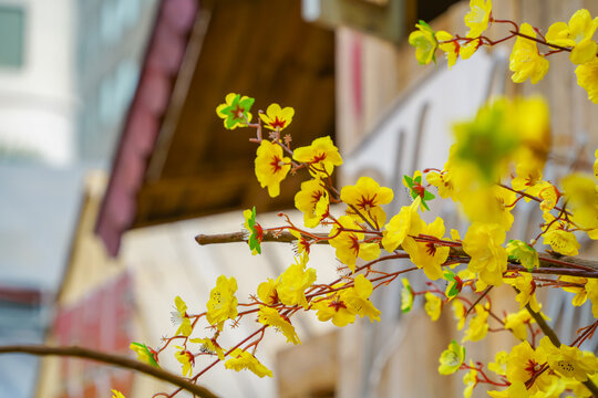 Hoa Mai tree (Ochna Integerrima) flower, traditional lunar new year in Vietnam