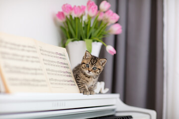K&auml;tzchen am Klavier, Katze, Wohnung, Haus, Fr&uuml;hling, wei&szlig;