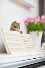 Kätzchen am Klavier, Katze, Wohnung, Haus, Frühling, weiß