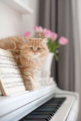 K&auml;tzchen am Klavier, Katze, Wohnung, Haus, Fr&uuml;hling, wei&szlig;