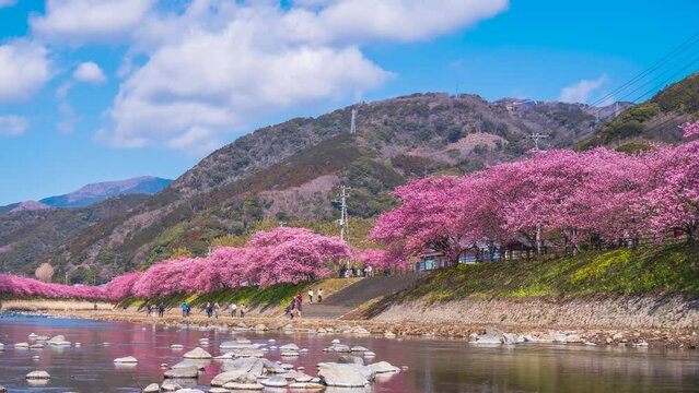 【静岡県・賀茂郡】青空広がる河津町　河津川の桜並木　タイムラプス映像　フィックス　
Rows of cherry blossom trees in Kawazu Town shining against the blue sky - Shizuoka, Japan - time lapse video - fix