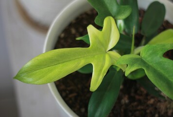 Philodendron Florida Ghost Mint Leaves