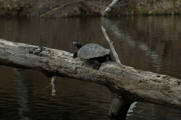A turtle enjoying a sun bath 