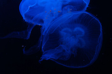 Jellyfish in captivity in an aquarium
