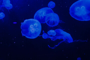 Naklejka na ściany i meble Jellyfish in captivity in an aquarium 
