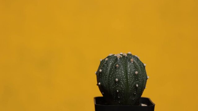 
Astrophytum in pots around the peg yellow background.