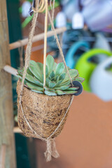 Closeup succulent Echeveria Agavoides in natural pot made from coconut fiber in garden shop