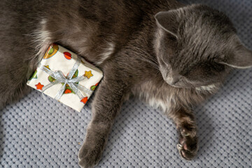 cute dreamy domestic cat with grey fur and green eyes is sitting on sofa, pet holds gift box, happy valentines day or birthday celebration, romantic animal with cunning eyes