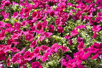 Obraz premium Red petunia flowers all over the frame spring and love theme photo.