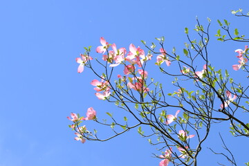 dogwood flower in full blooming