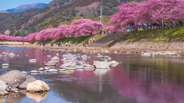 【静岡県・賀茂郡・河津町】桜の名所　河津川で花見を楽しむ人々　タイムラプス映像　パンライト　
People enjoying cherry blossom viewing in Kawazu River - Shizuoka, Japan - time lapse video - pan right