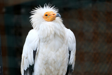 Scavenger vulture (Neophron percnopterus) in the Prague Zoo