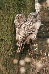 The Ural owl (Strix uralensis) in Prague Zoo