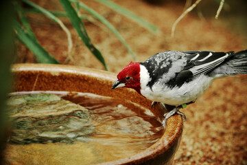 Red-cowled cardinal (Paroaria dominicana) in Prague Zoo