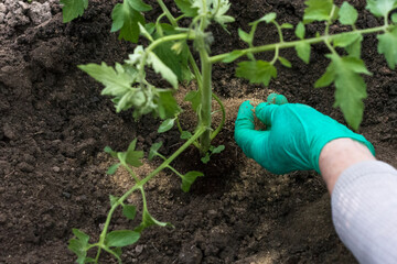Fish bone meal around growing tomato plant, fertilizer of fish bone meal in hand of worker and on...