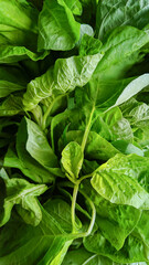 fresh spinach leaves, close up stock photo