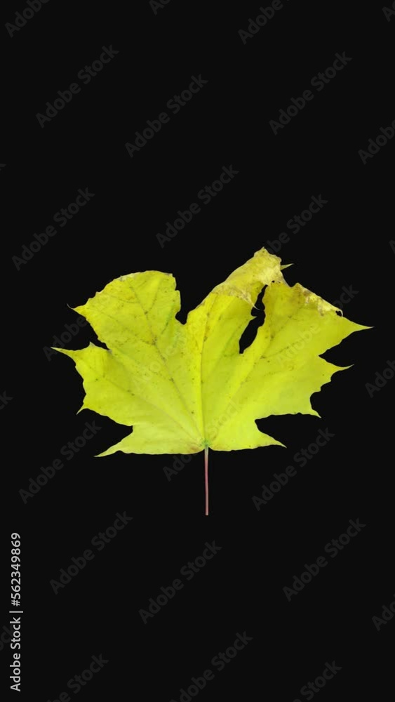 Wall mural time lapse of drying yellowish maple tree leaf with alpha transparency channel isolated on black bac