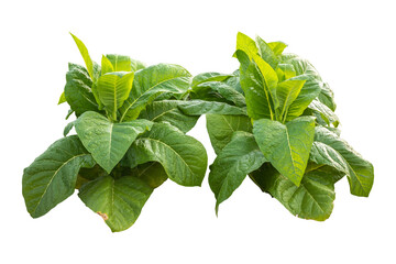 Green tobacco plant. Isolated on transparent background PNG file.