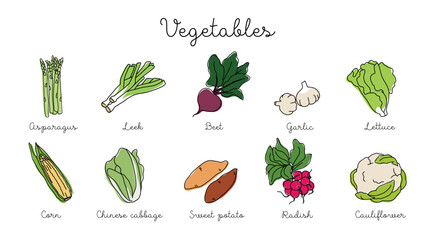 Vegetables vector set in outline with colored elements. Isolated vegetable collection used for recipe book, restaurant menu, farm product design, vegetarian shop market label.