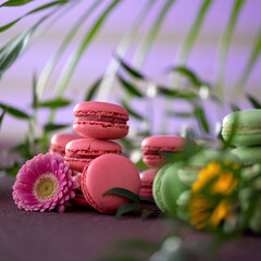 Pink and light green macarons. French dessert. Macaroni on table with flowers. Plants in background.
