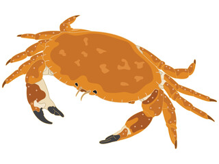 Crab in flat design on white background