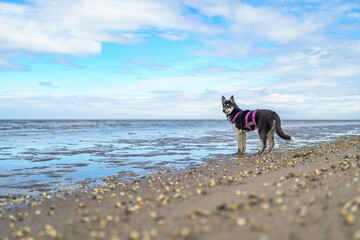 siberian husky dog staying at beach