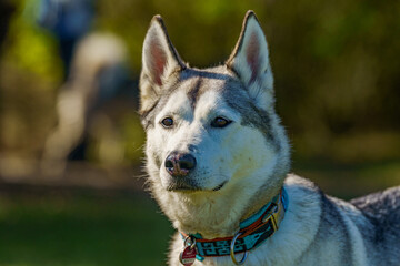 siberian husky dog portrait in sun