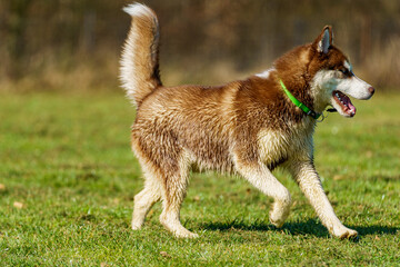 siberian husky dog running on grass