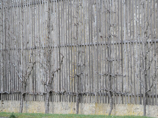 Spalierobst im Winter an einer Holzkonstruktion vor einer Wand