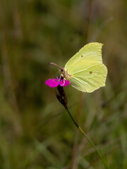 Beautiful nature scene with Common brimstone (Gonepteryx rhamni). Macro shot of Common brimstone (Gonepteryx rhamni) on the flower. Common brimstone (Gonepteryx rhamni) in the nature habitat.