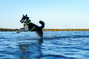 siberian husky dog running in water at beach