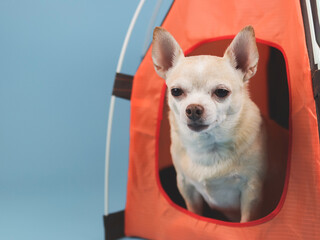 brown short hair Chihuahua dog sitting in orange camping tent on blue background. Pet travel concept.