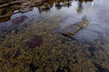 Seaweed on water hole between rock formation on the coast.