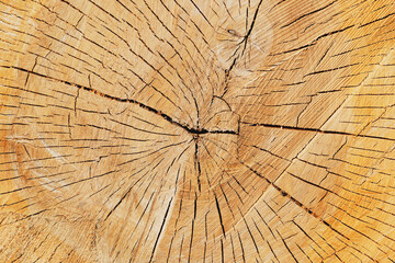 The surface of a transversely cut tree trunk as a background, texture, pattern. Growth rings.