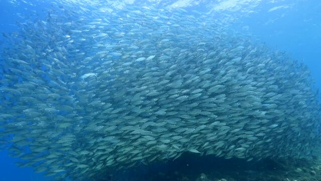 Seascape with hunting Jack fish in the coral reef of the Caribbean Sea