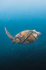 Obraz premium Orange turtle swimming on the blue ocean