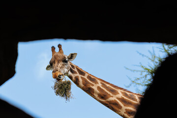 Fototapeta na wymiar Detail of the Face of a Giraffe Ruminating Dry Grass