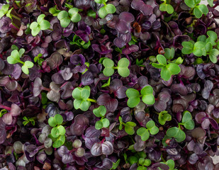 Close up fresh radish microgreens, mix of green and purple leaves in a ceramic bowl. Vegan and healthy eating concept. Micro herbs. Copy space.