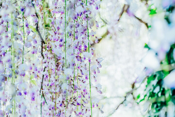 Close up purple blooming Wisteria flowers. Beautiful wisteria trellis blossom in spring. Chinese and Japanese park. Selective focus, copy space.