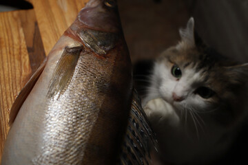 fish on the table and funny cats trying to steal it	