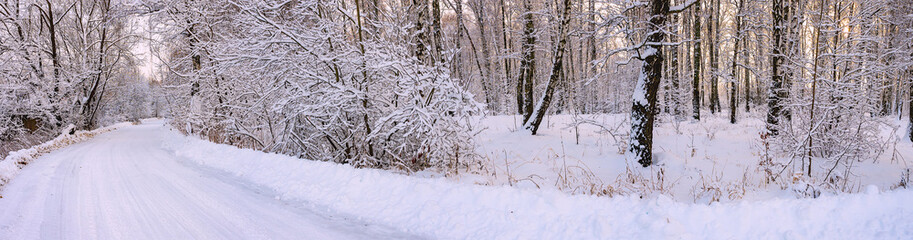 winter Forest panorama